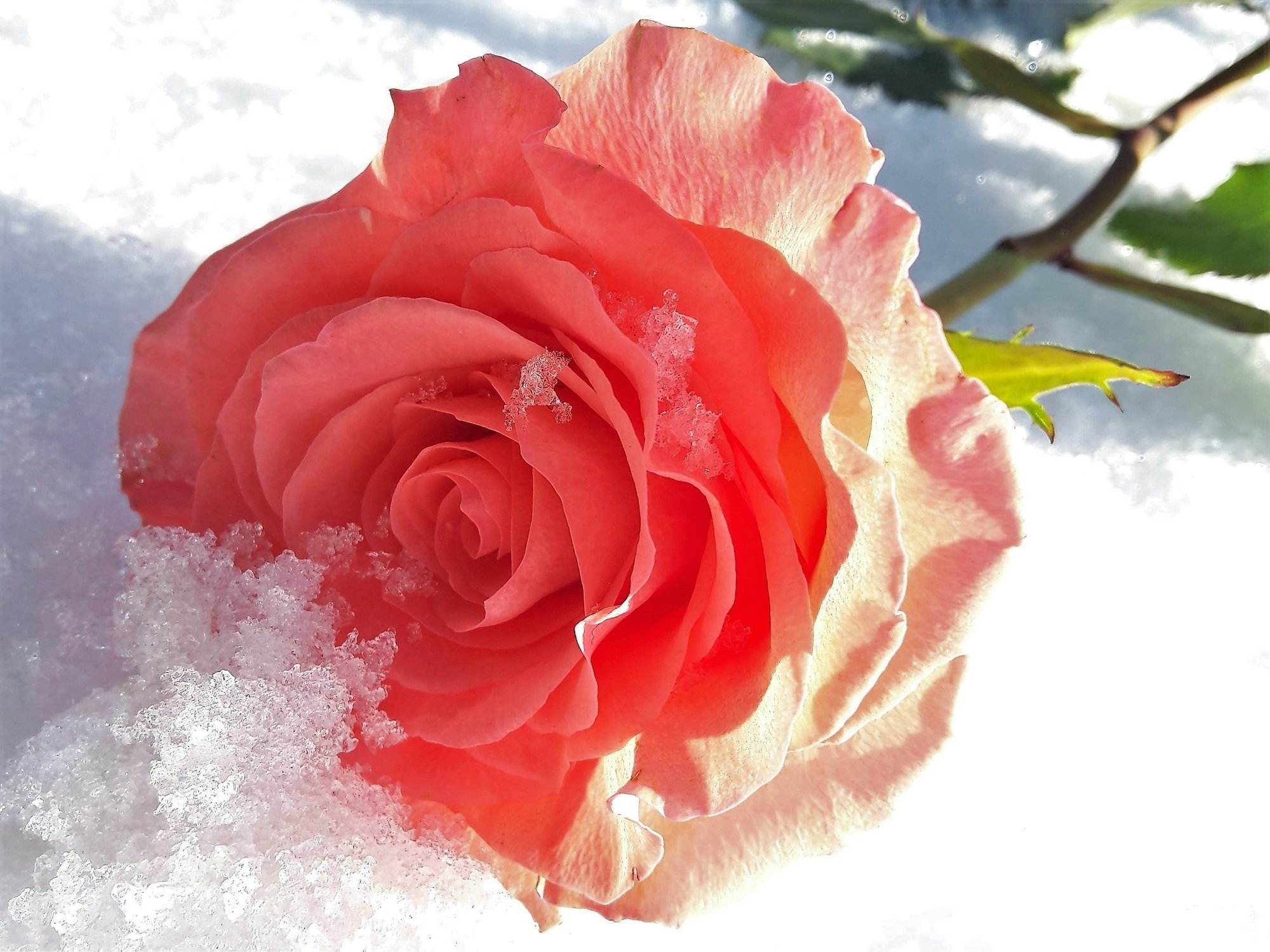 Красивые розы снег. Розы на снегу. Цветы в снегу. Розы на морозе. Розовые розы на снегу.