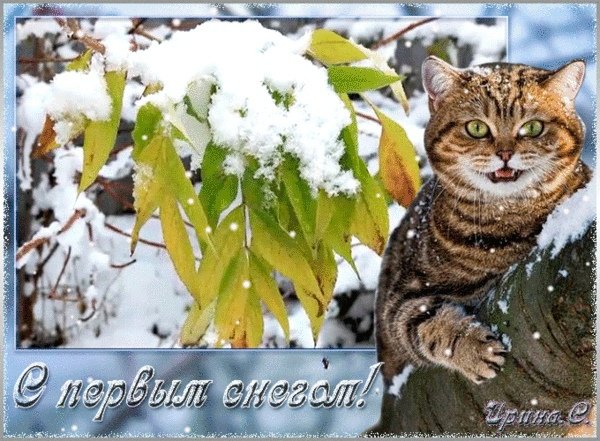 Открытки с первым снегом