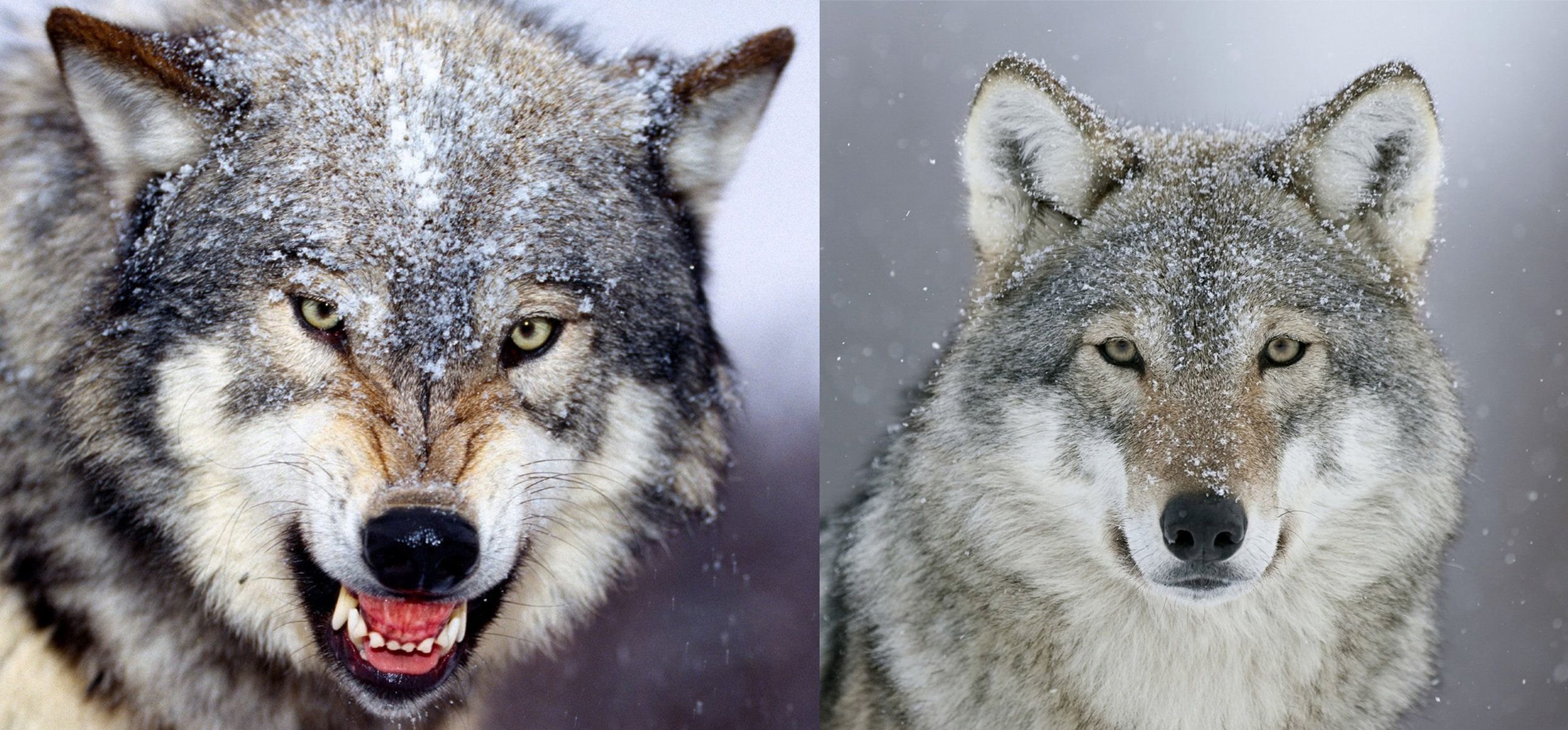 Ненавижу волков. Оскал волка с Цитатами. Волк с надписью. Оскал волка с надписью. Волчий оскал с Цитатами.