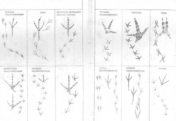 Следы птиц и зверей на снегу