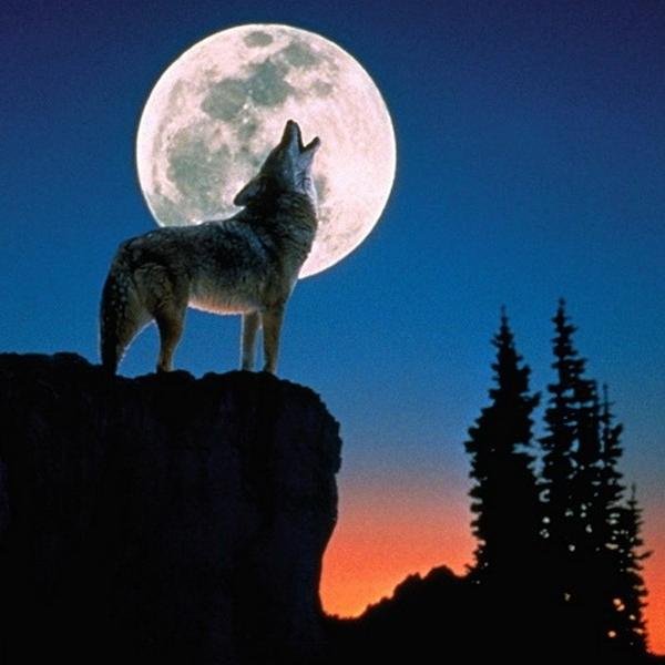 На спине волк воет на луну