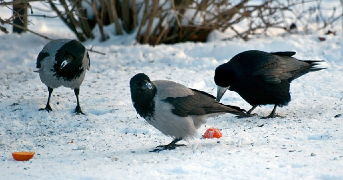 Звон сороки. Зимующие серая ворона. Зимующие птицы ворона. Вороны на снегу. Сорока зимой.