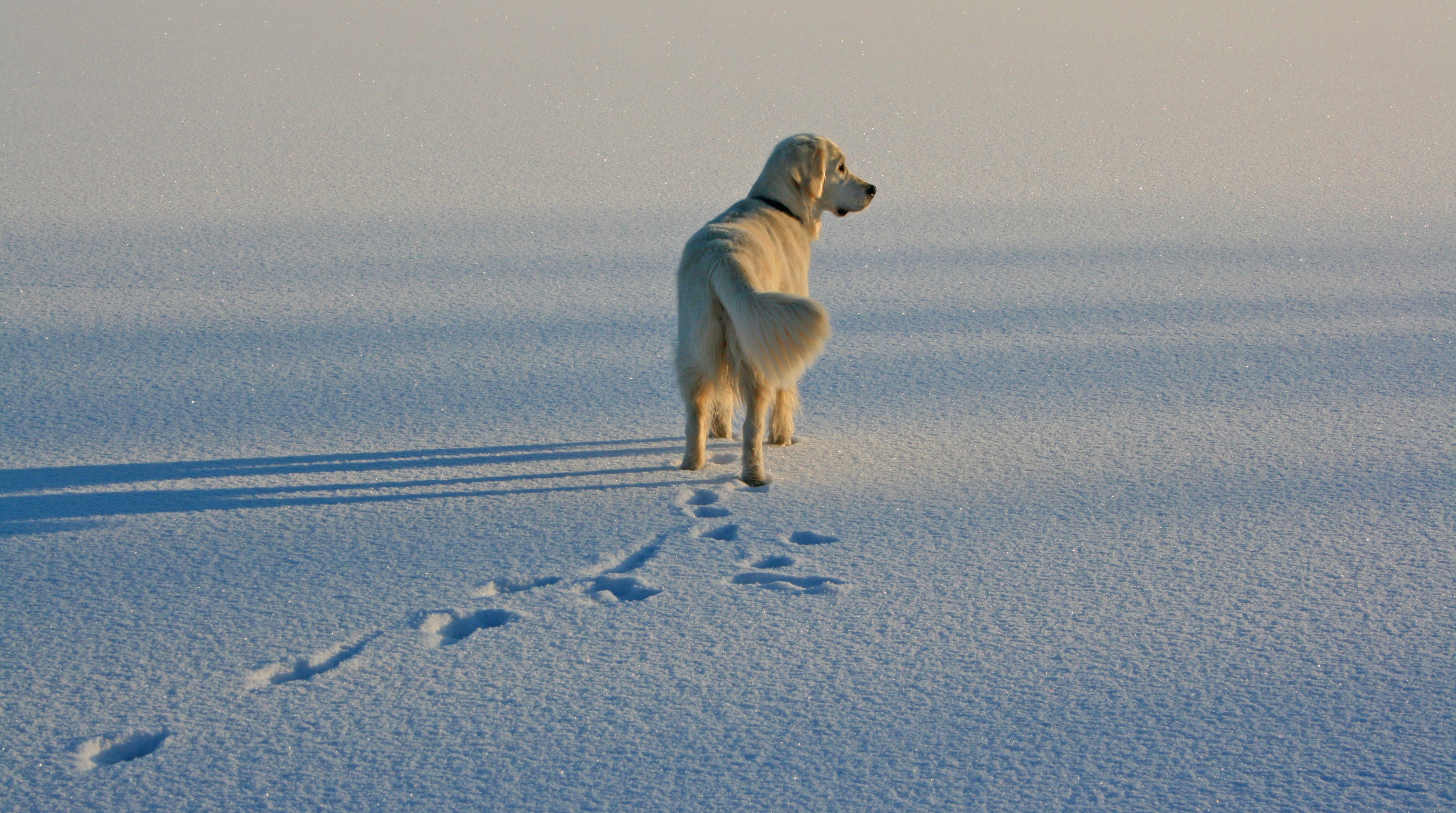 Бегу по следам песня. Собака в снегу. Собака бежит по снегу. Собака уходит. Следы собаки на снегу.