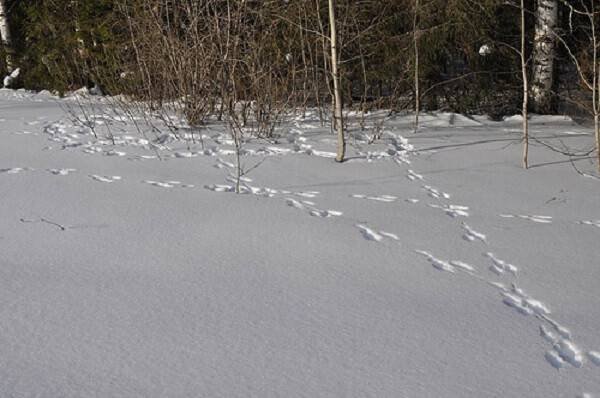 Заяц петляет следы