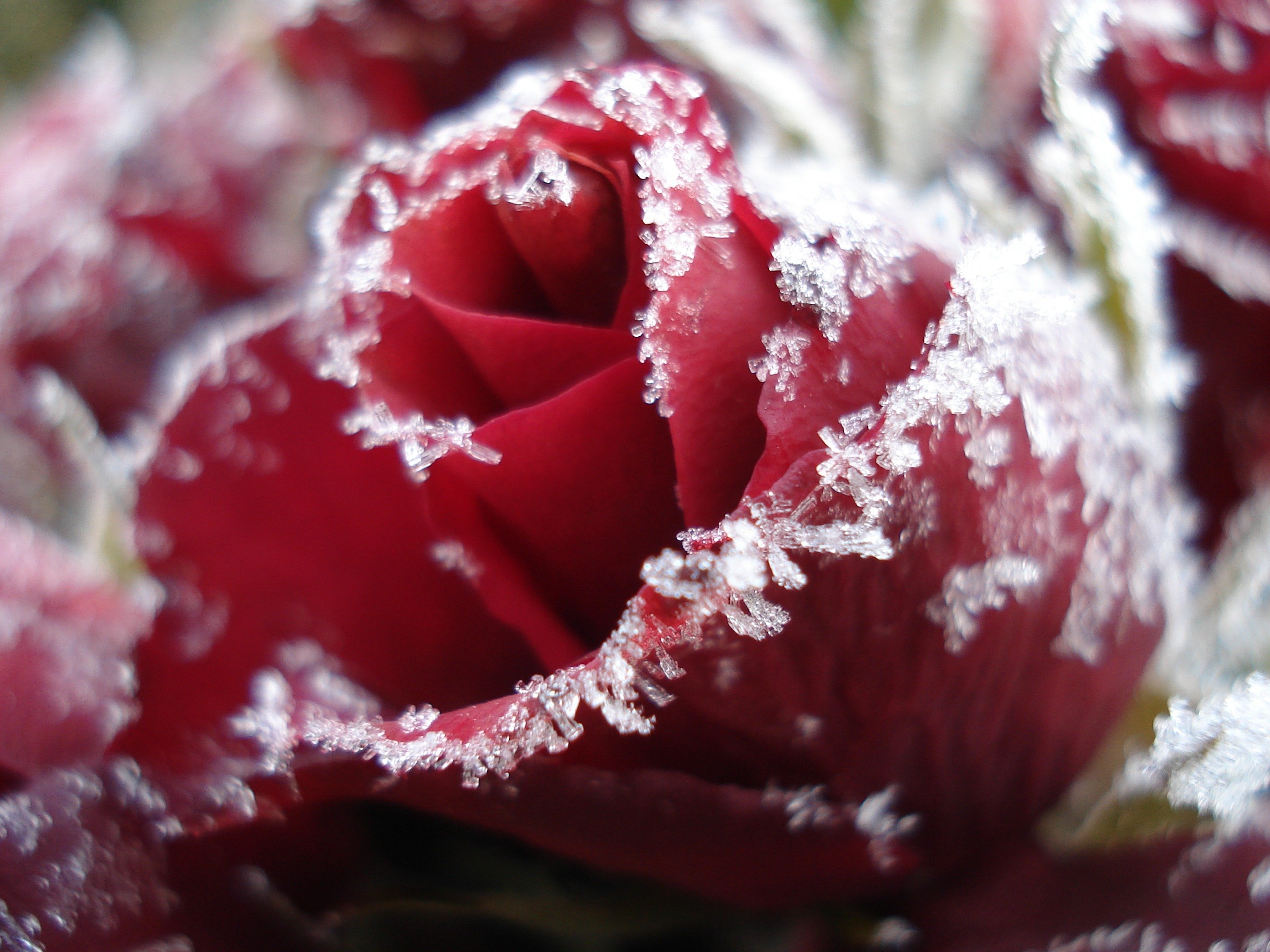 Красивые розы снег. Зимние цветы. Цветы в снегу. Замерзшие цветы.