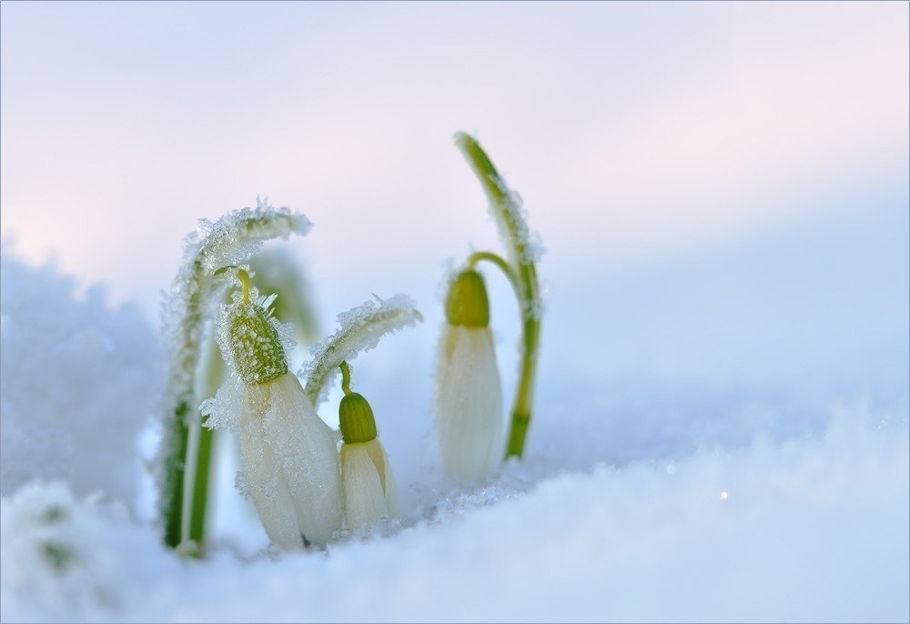 Весенние цветы. Подснежники под снегом. Подснежники в снегу.