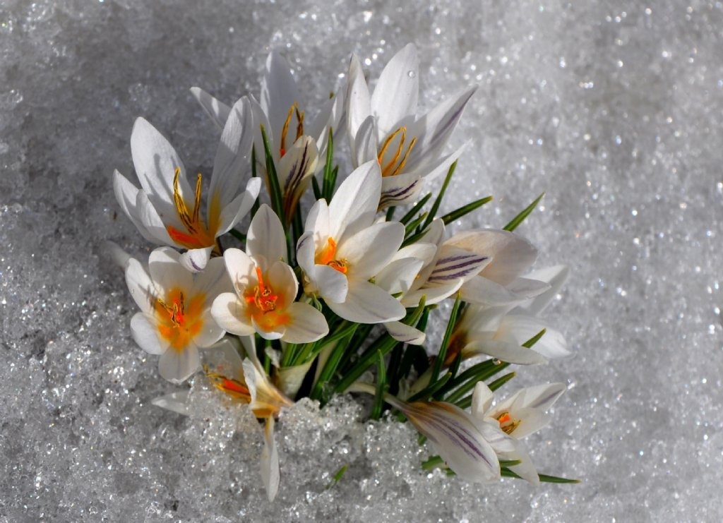 Доброе весеннее утро со снегом. Сноу Флауэр. Цветы в снегу. Подснежники в снегу. Весенние цветы в снегу.