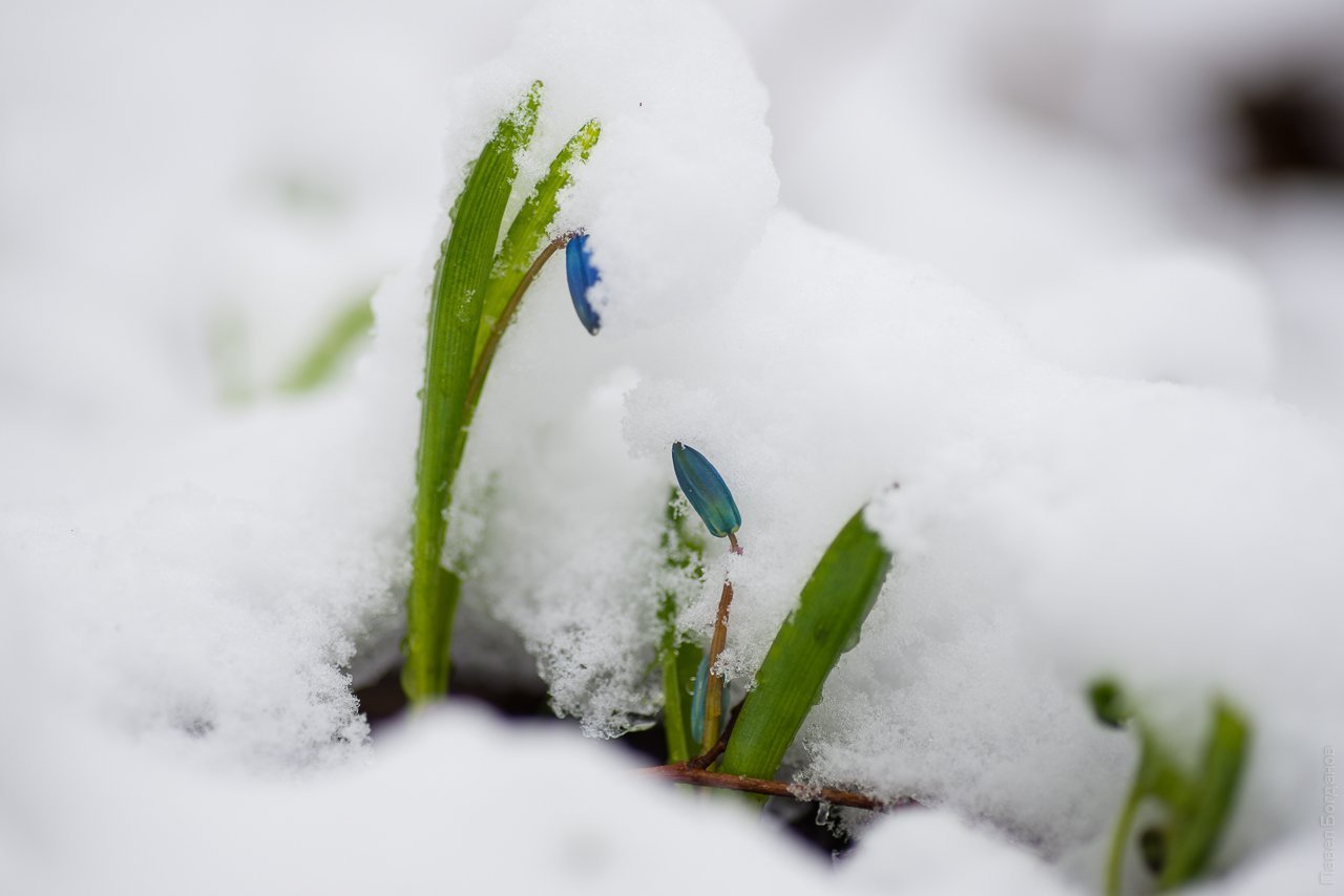 Снежок подснежник. Пролеска Росток. Растения под снегом. Цветы зимой. Цветы в снегу.