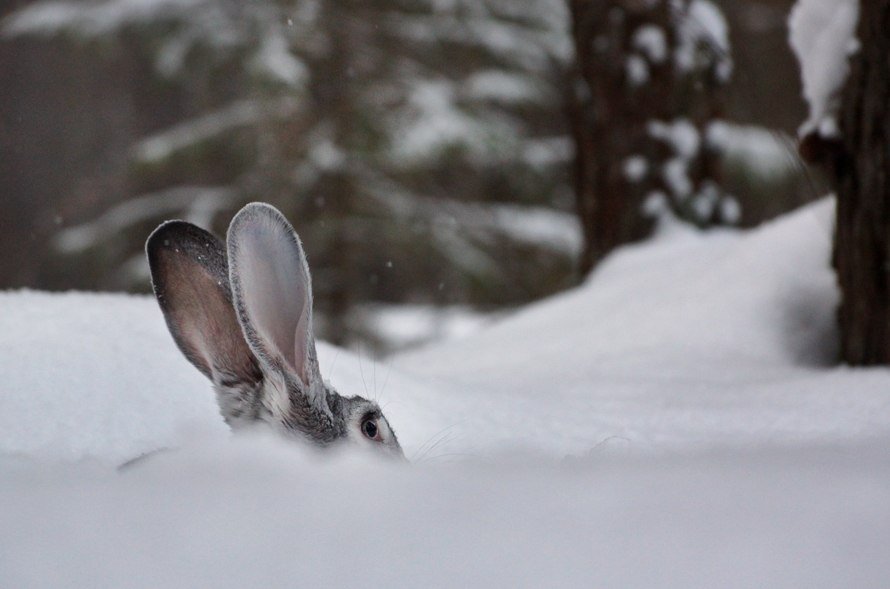 Заяц в сугробе. Заяц зимой. Заяц на снегу. Кролик в снегу. Зайка снегом