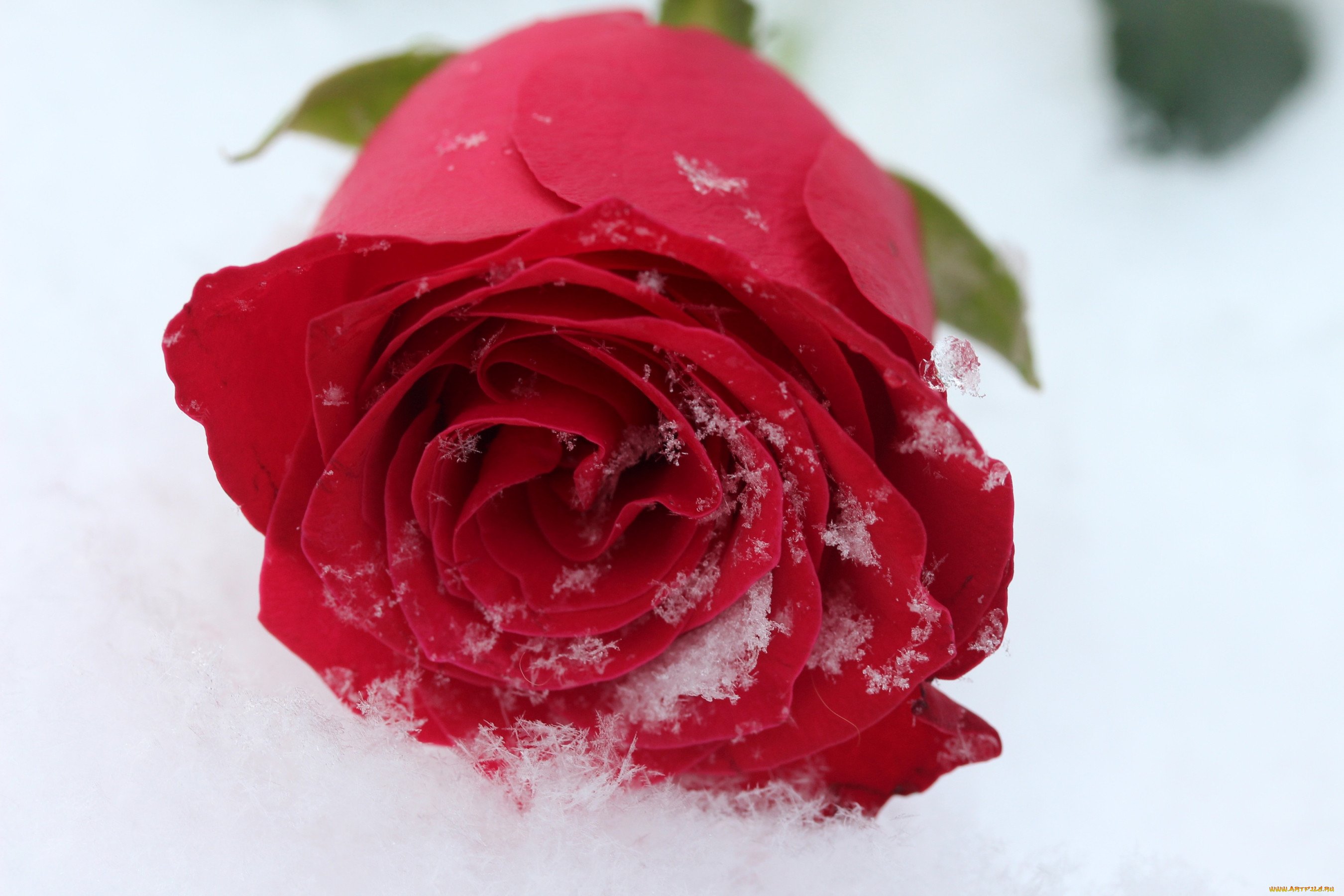 Розы снег красиво. Розы на снегу. Красивые розы на снегу. Бордовые розы на снегу. Красивые красные розы в снегу.