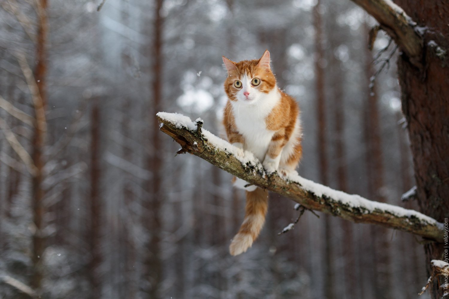 Удивление в лесу. Кошка зима. Кот в снегу. Кошка в лесу. Кошки зимой.
