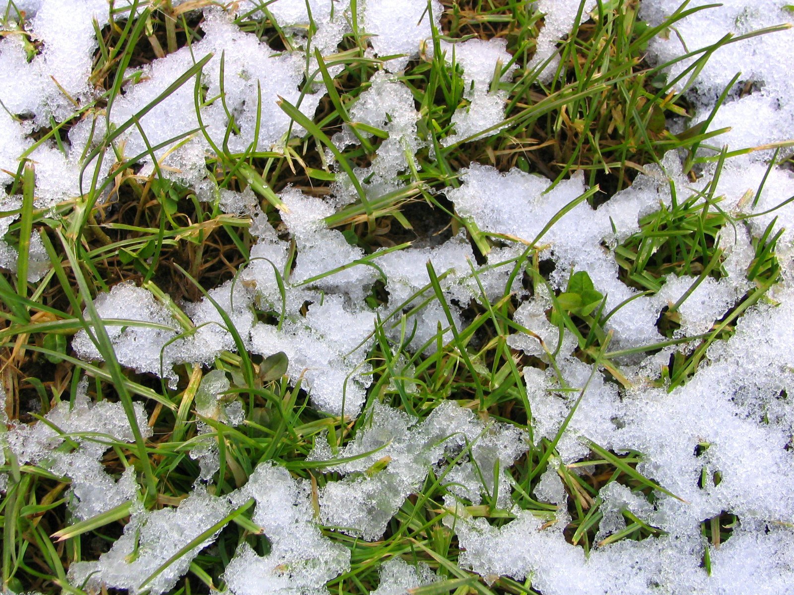 Весенняя первая травка. Снег на траве. Проталины травка. Растения зимой. Травинка под снегом.