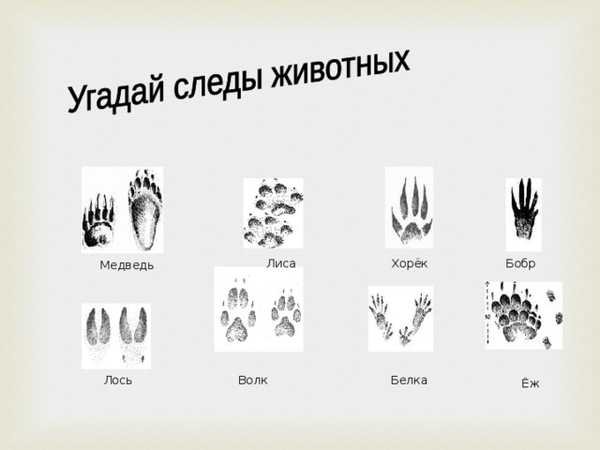 Следы диких животных в лесу