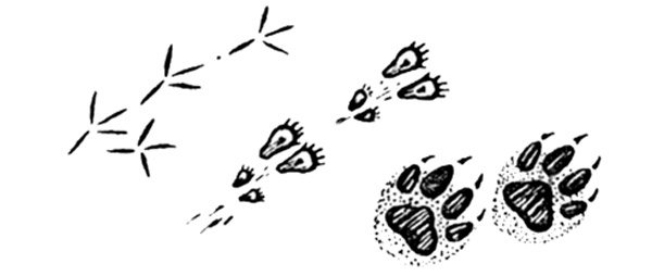 Следы животных и птиц