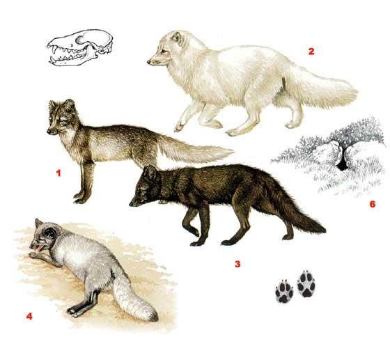 Следы песца