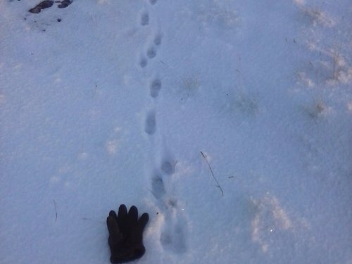 Картинки песца и его следы на снегу (65 фото)