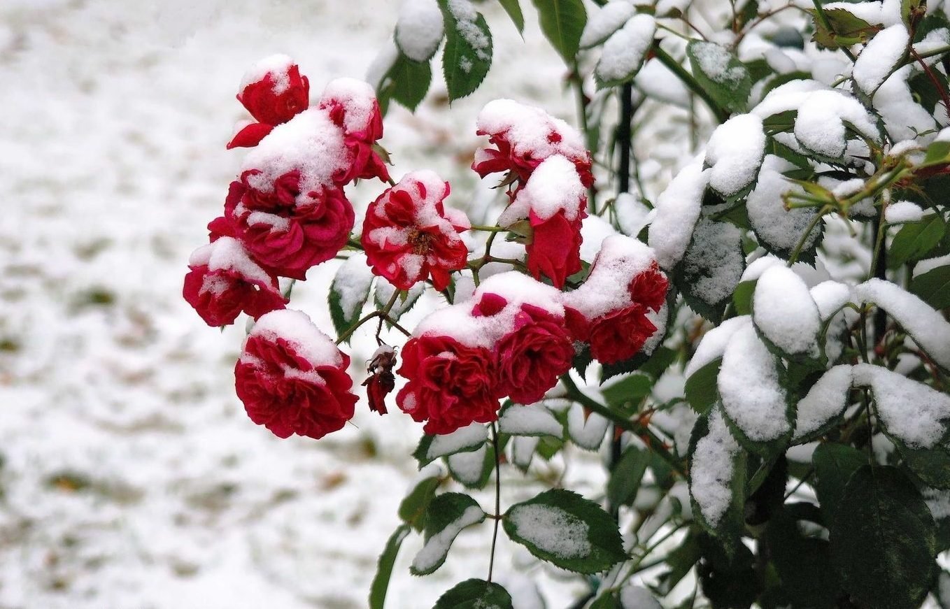 Розы снег красиво. Зимние цветы. Розы на снегу. Цветы в снегу. Красивые зимние цветы.