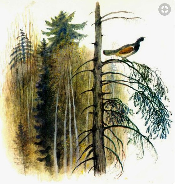 Глухарь из Васюткино озеро