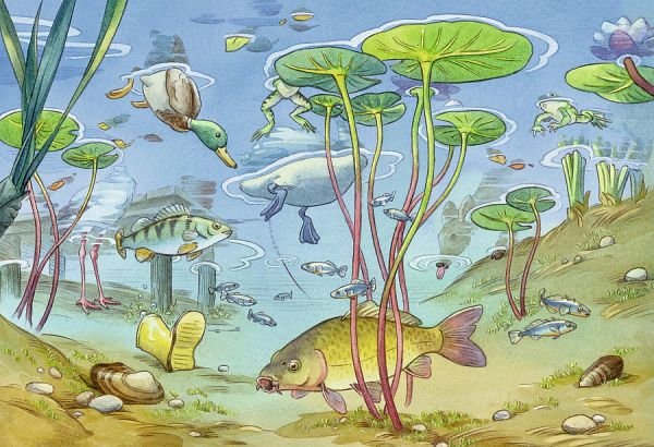Обитатели озера для детей