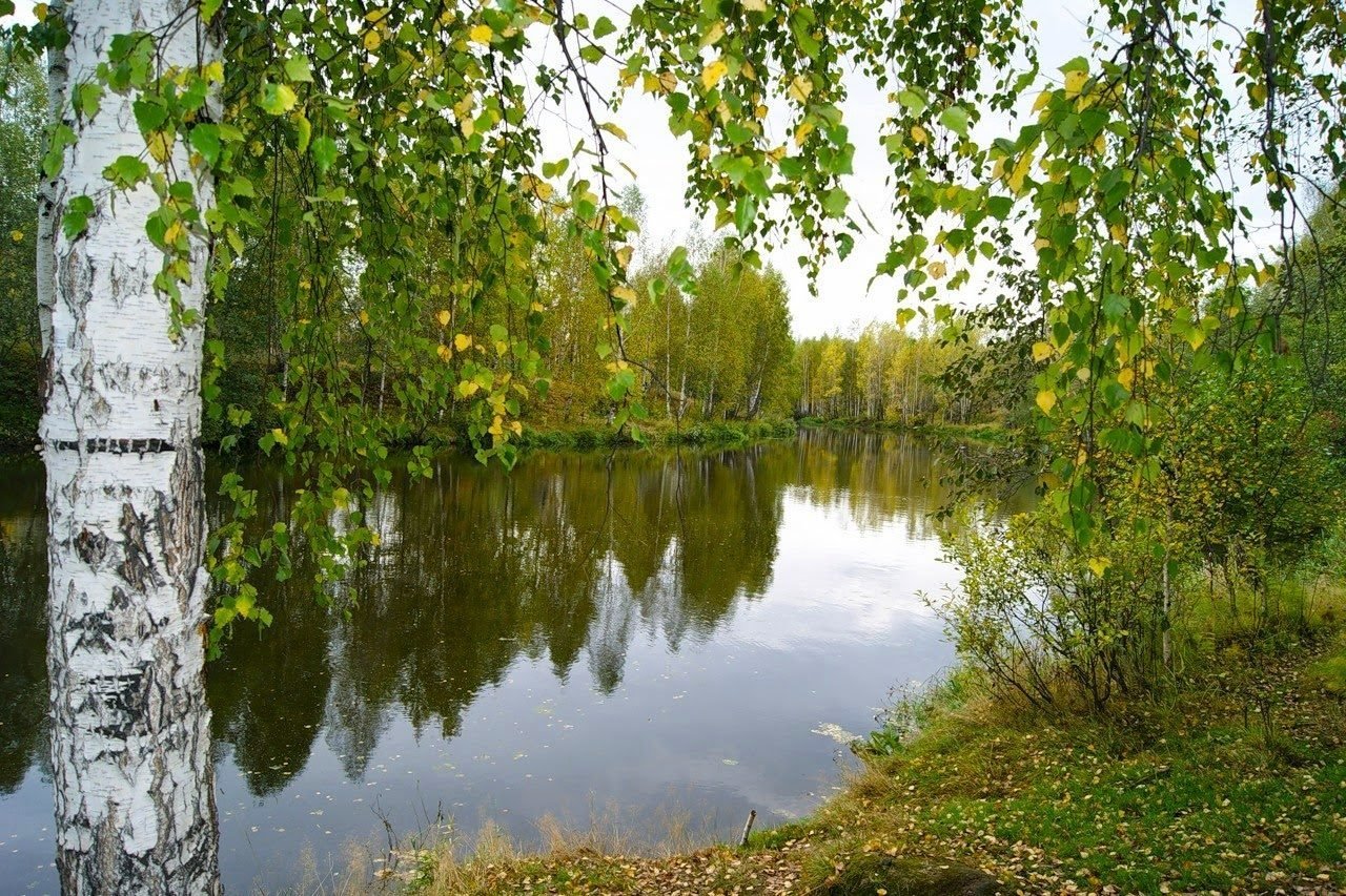 Вдали виднелась березовая. Пушгоры береза. Береза повислая роща. Берёза повислая у реки. Березовая роща озеро Ивановская область.