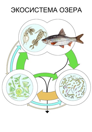 Схема круговорота веществ в сообществе водоема 3 класс