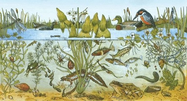 Биоценоз пресноводного пруда