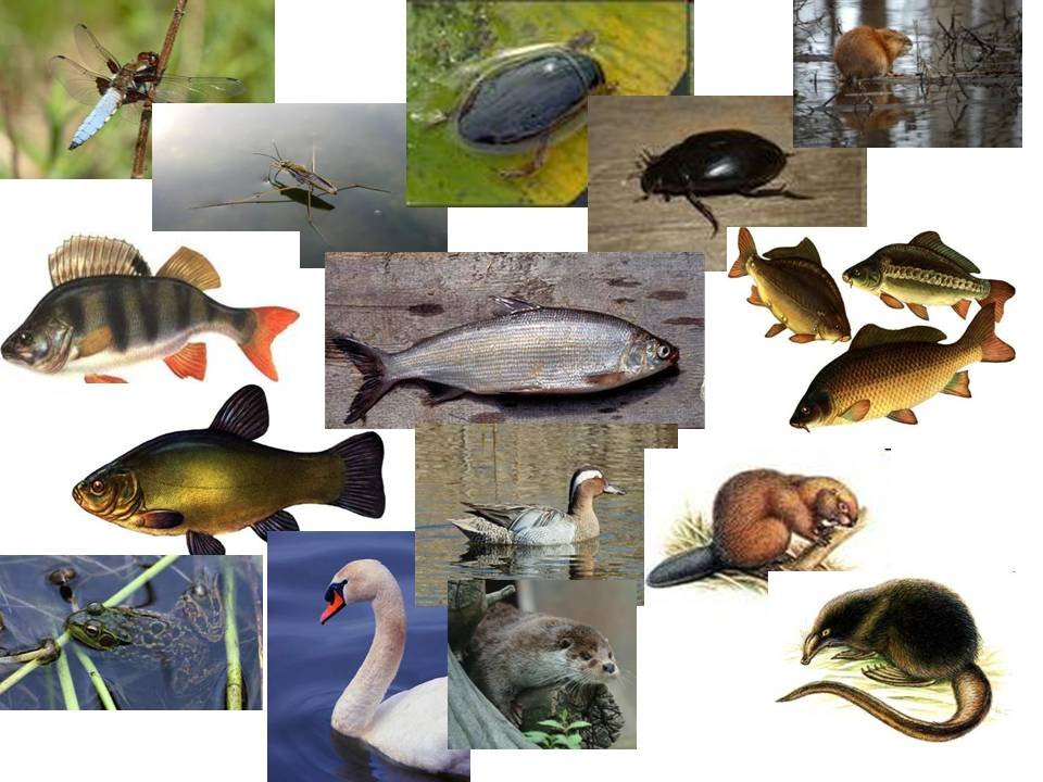 Какие животные пресноводные. Животный мир водоемов. Обитатели пресноводных водоемов. Животные обитающие в пресных водоемах. Обитатели пруда.
