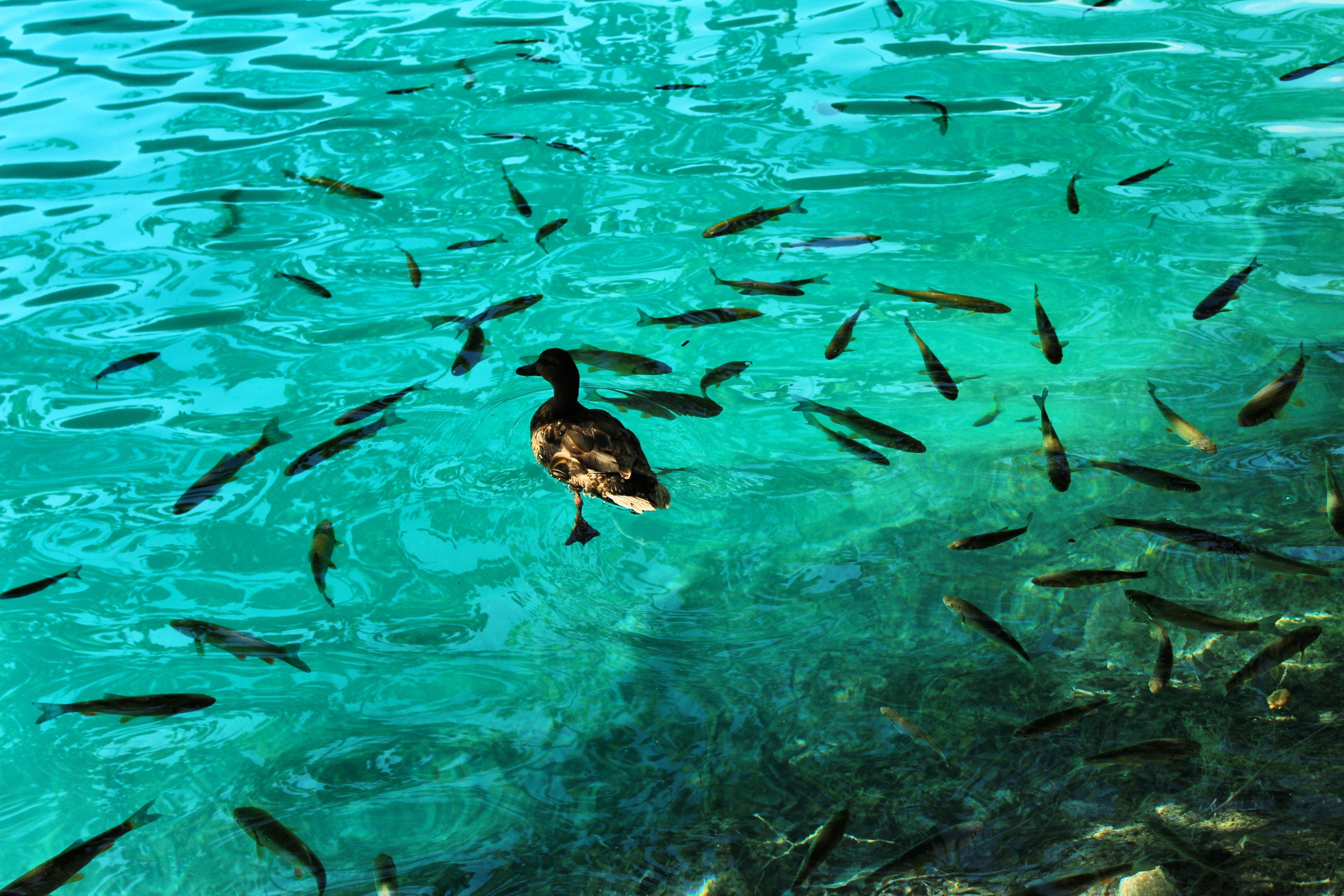 Водный мир озера. Рыбки под водой. Рыбы в водоеме. Обитатели озера. Рыба в воде.