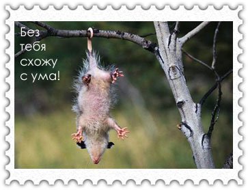 Я без тебя схожу с ума картинки