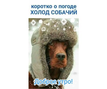 Картинки коротко о погоде холод собачий прикольные (66 фото)