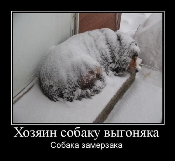 Собачий холод юмор