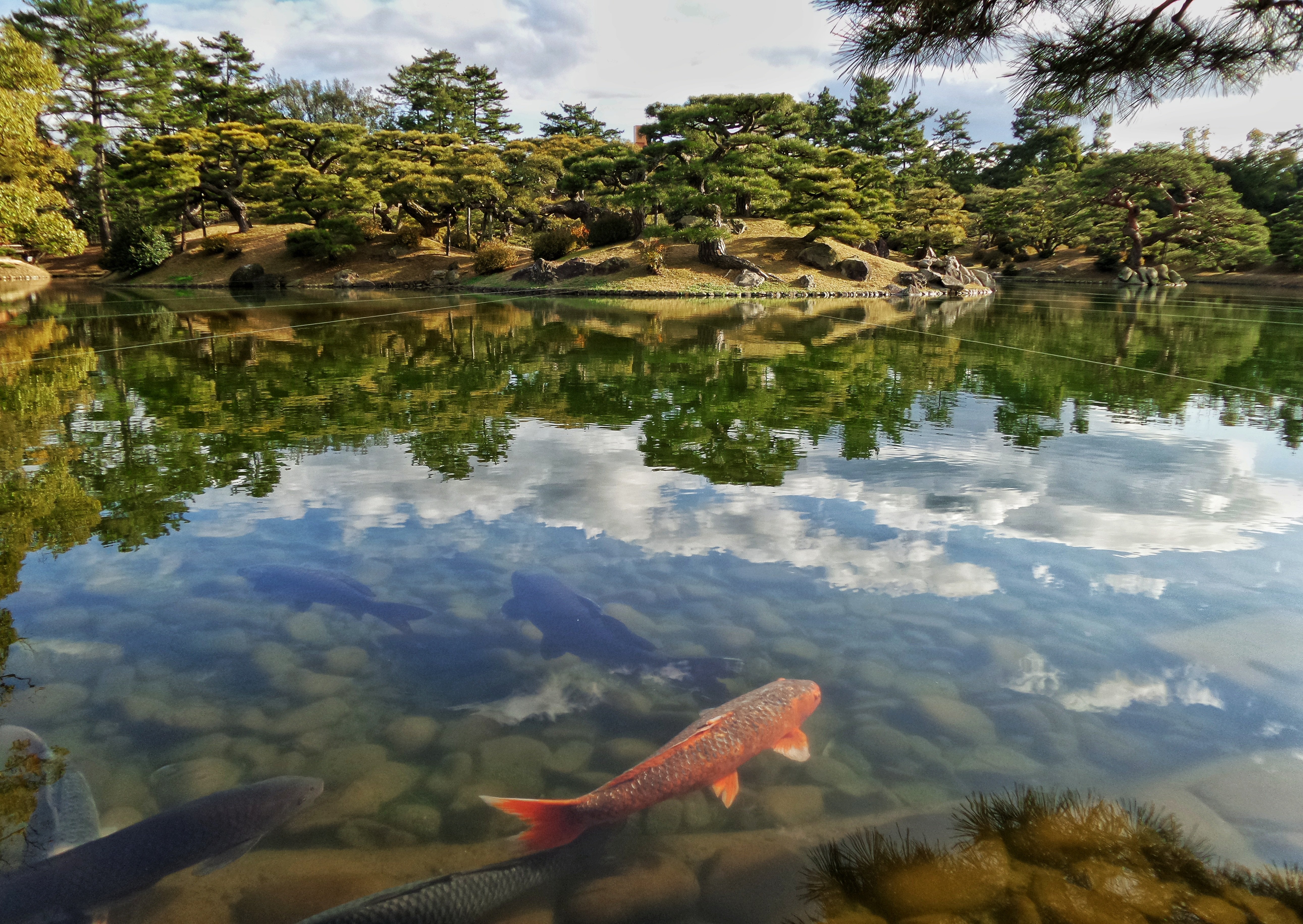 Какие рыбы есть в пруду. Япония парк Карпов коя. Реки с карпами кои в Японии. Рыба в озере. Рыбки в озере.