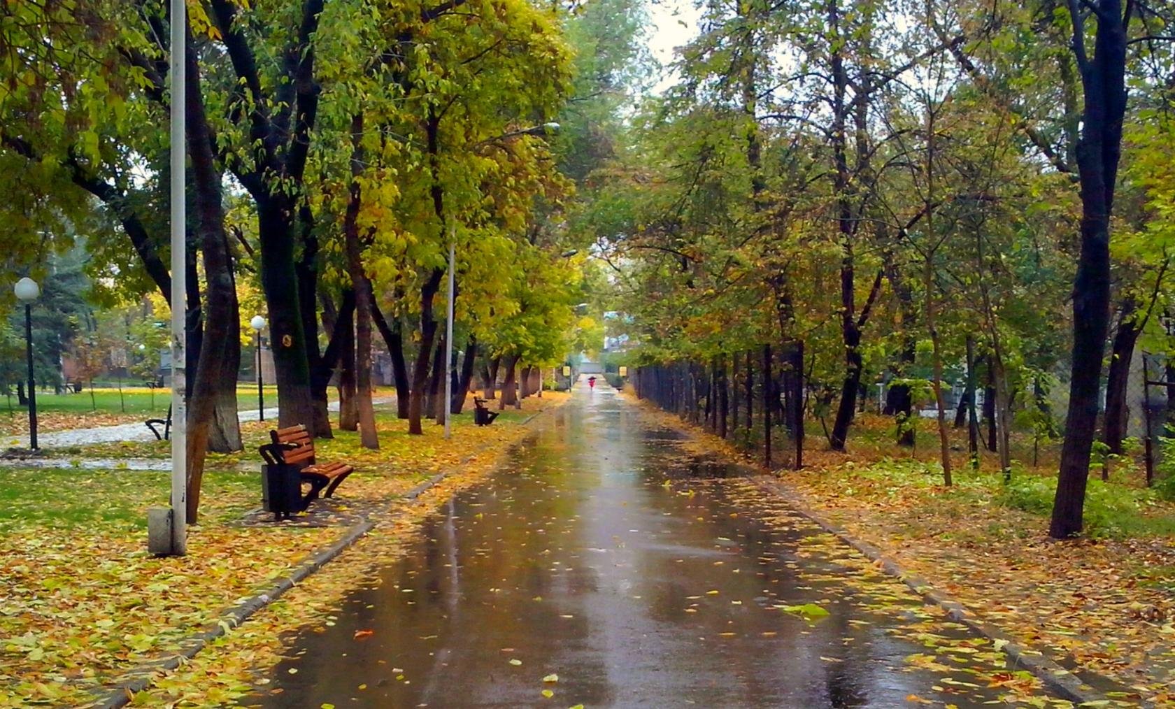 Парк пасмурно. Аллея бульвар Луначарского Тольятти. Аллея в Ташкенте. Осень в Строгино парк. Ташкент осенний дождливый улитци.