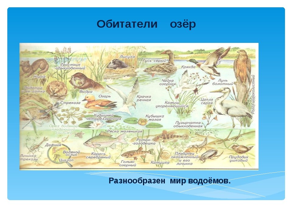 Особенности сообщества озера. Обитатели озера. Обитатели природных сообществ. Какие живые организмы обитают в озере. Обитатели пресноводных водоемов.