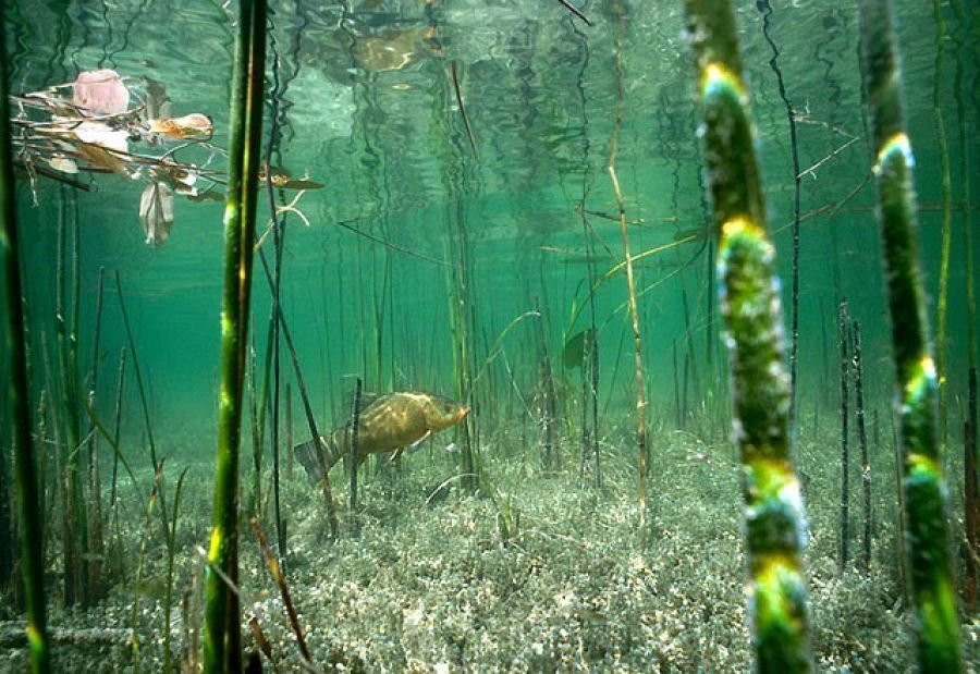 В воде рыбы водоросли. Речное дно. Подводные растения. Подводный мир болота. Пресноводные обитатели.