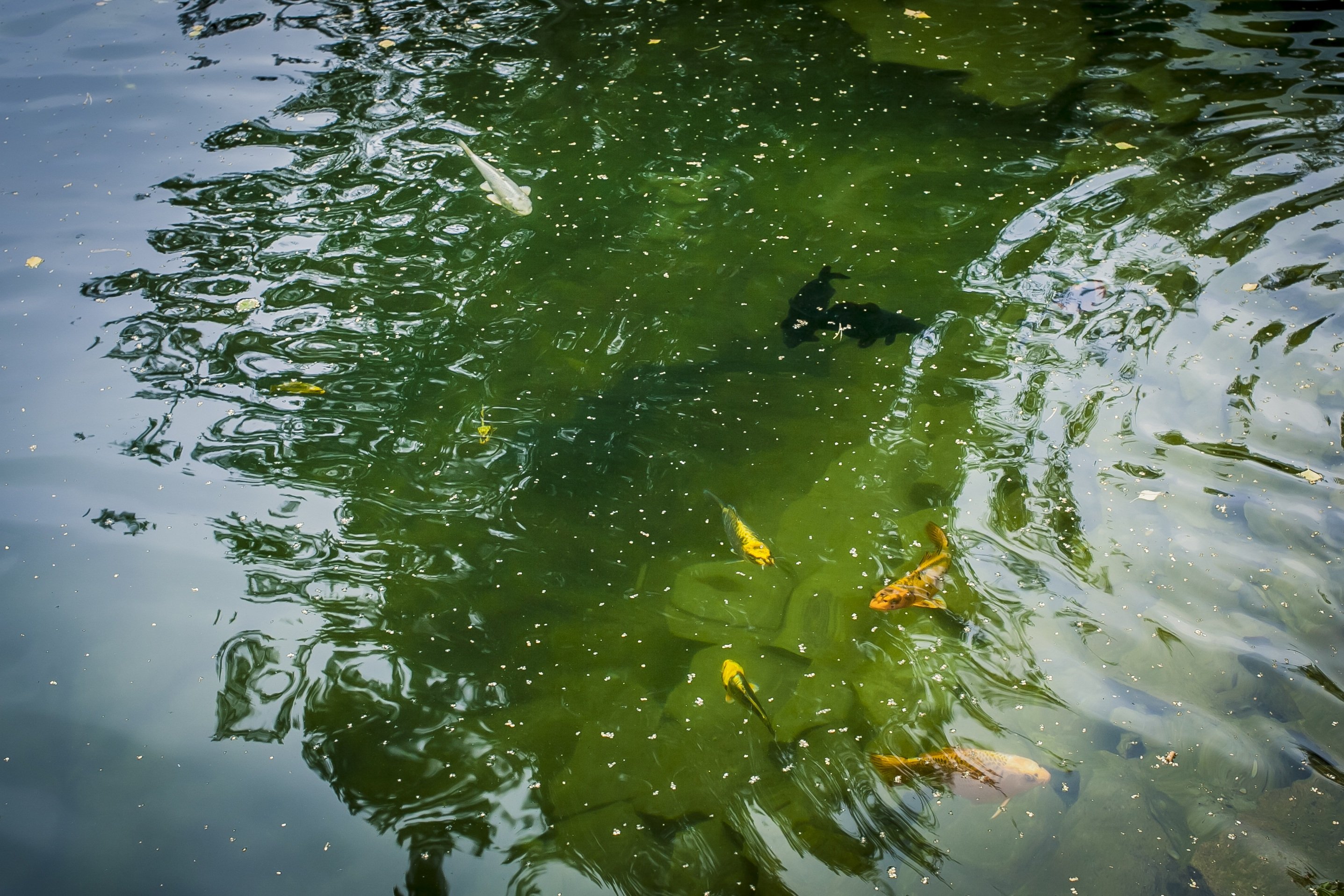 Зеленая вода в озере. Рыбки в пруду. Вода в водоеме. Рыбки в речке. Водоросли в пруду.