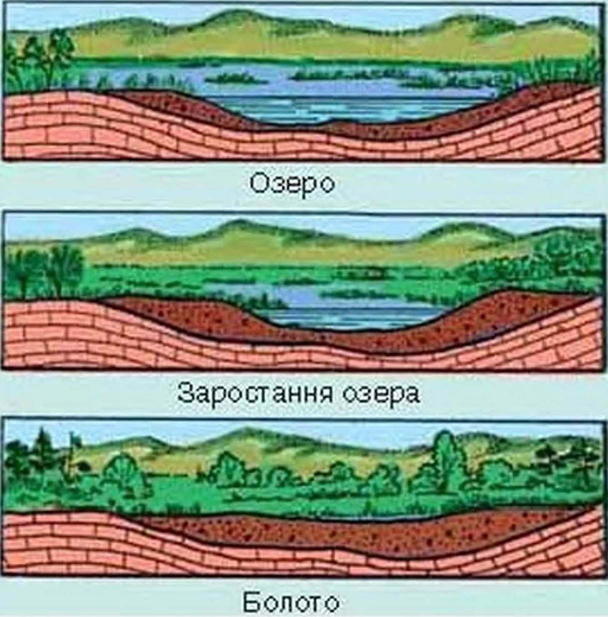 Верховые низовые подземные. Болото в разрезе. Схема болота в разрезе. Геологический разрез болота. Схема образования болот.