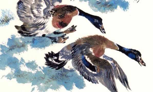 Евгений Чарушин утка