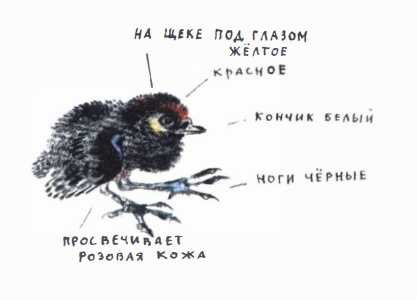 Евгений Чарушин Птичье озеро