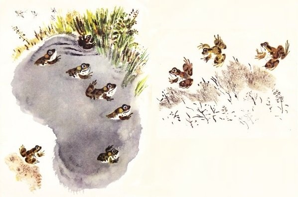 Чарушин белка