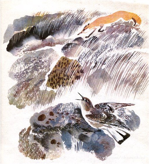 Никита Евгеньевич Чарушин иллюстрации