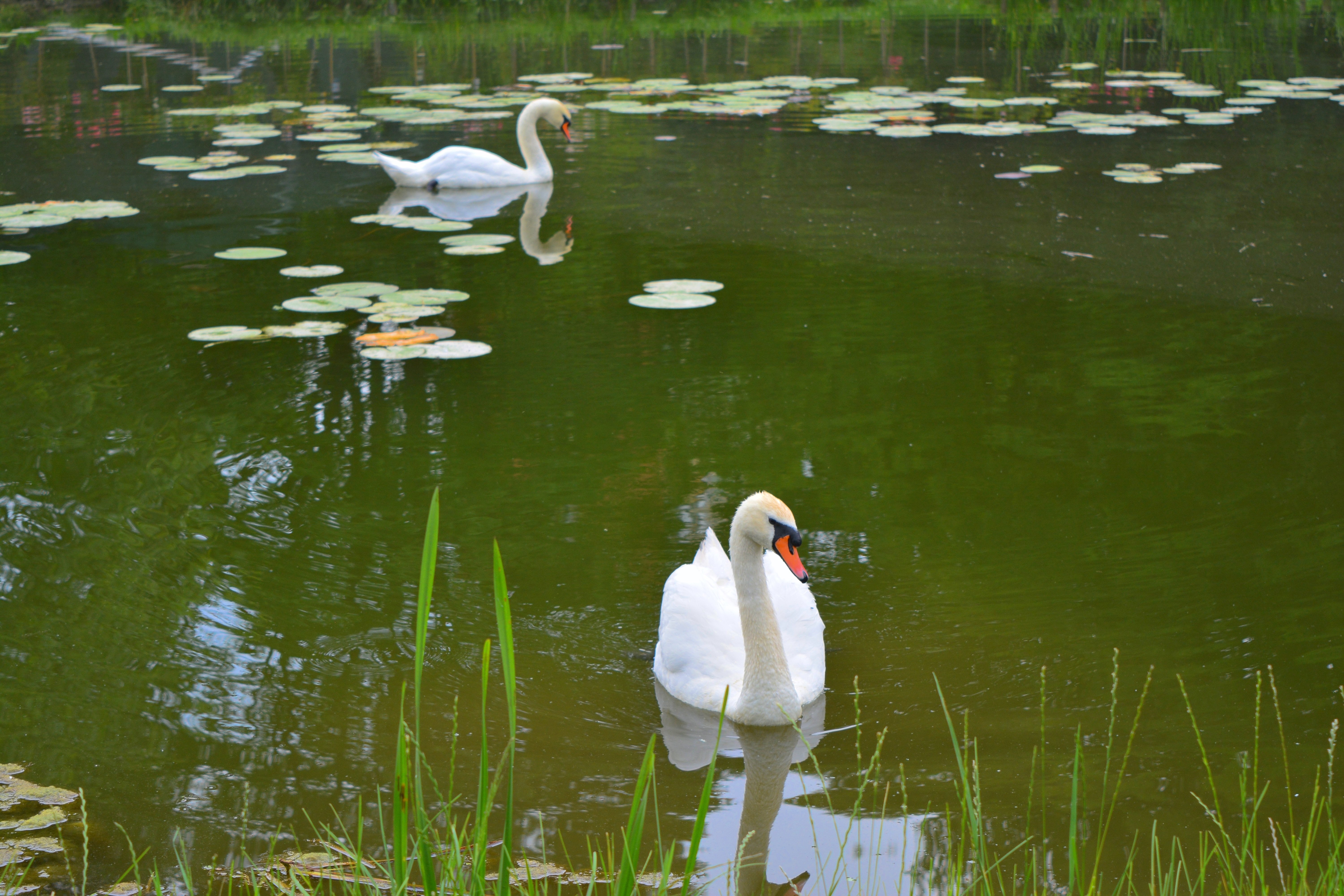 Будет озеро будут лебеди. Озеро с лебедями и утками. Лебеди на озере. Лебеди в пруду. Красивые лебеди на пруду.