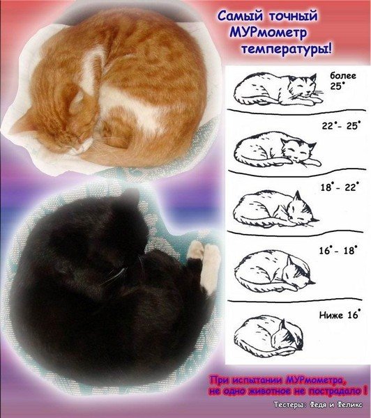 Определяем погоду по кошке