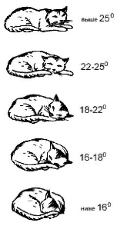 Кошачьи позы что означают