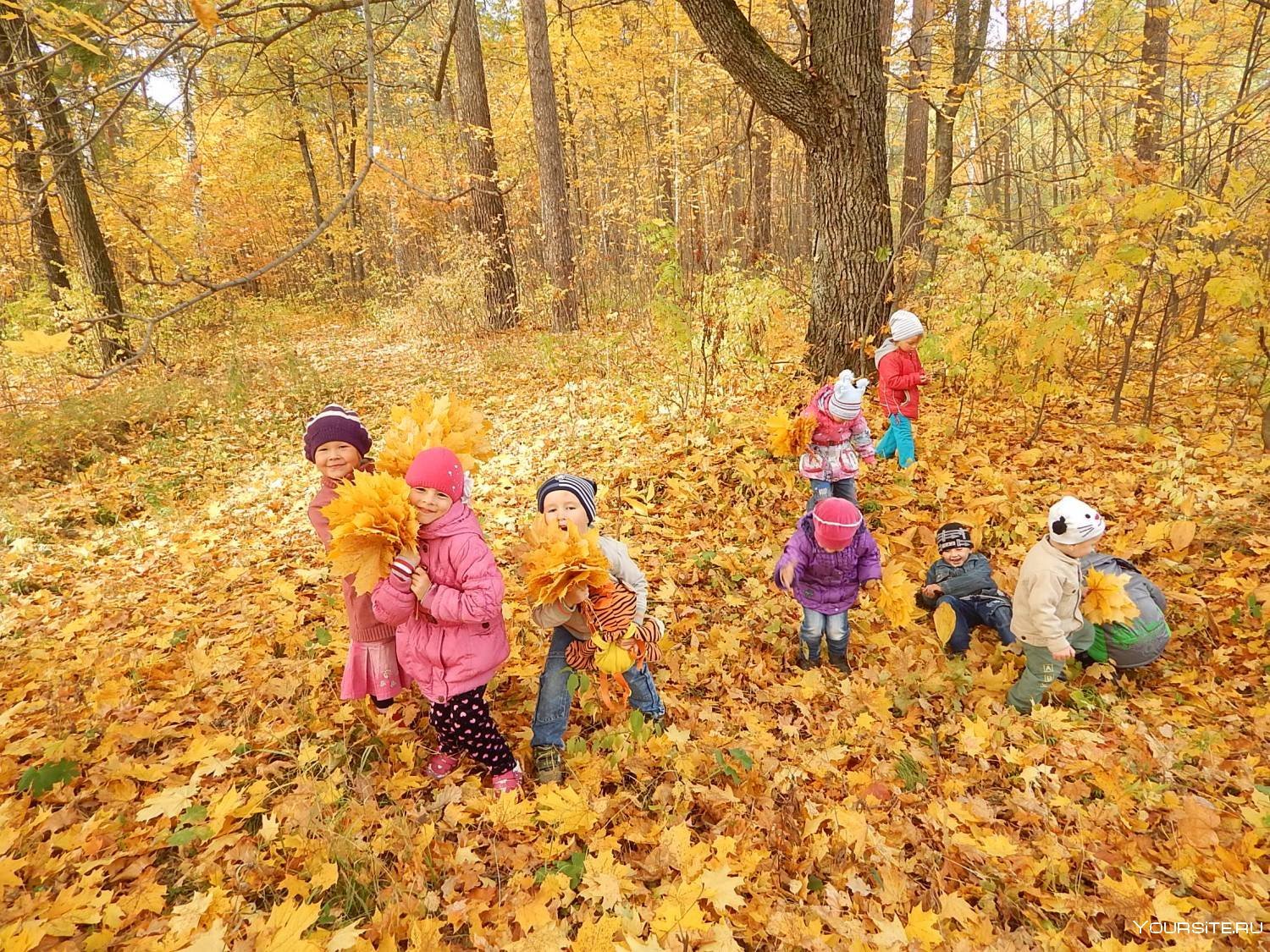 Осень для дошкольников. Осень для детей в детском саду. Осенние забавы. Экскурсия с детьми в осенний лес. Золотая осень для детей.