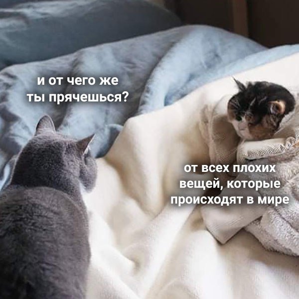 Высказывания про одеяло