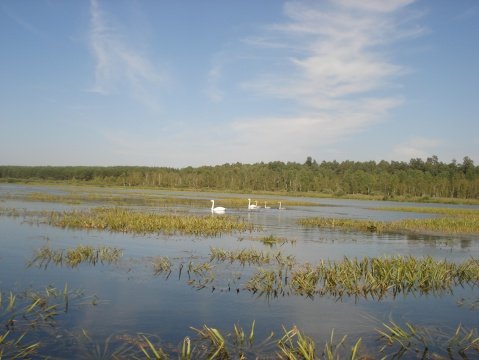 Картинки озеро петровское (70 фото)