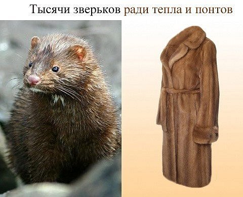 Картинки погода прям из шубы в трусы и обратно (66 фото)