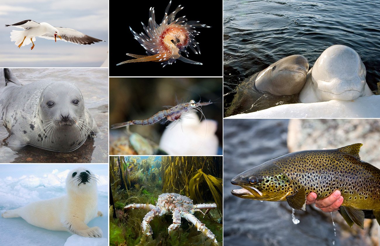 Живые организмы байкала. Обитатели Баренцева моря. Северный Ледовитый океан животный мир. Морские млекопитающие Баренцева моря.