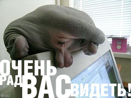 Пипец Картинки Прикольные С Надписями